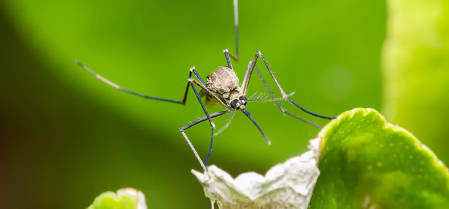 Natural Outdoor Mosquito Repellent in Peachtree Corners