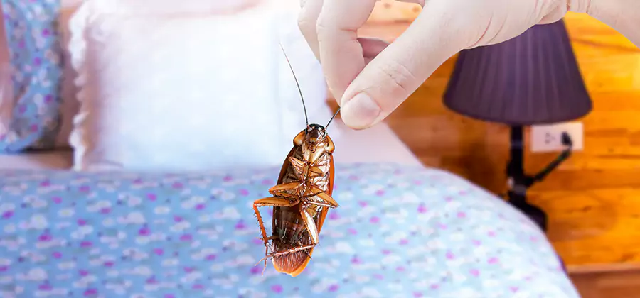 Bed Bug Inspection in Peachtree Corners