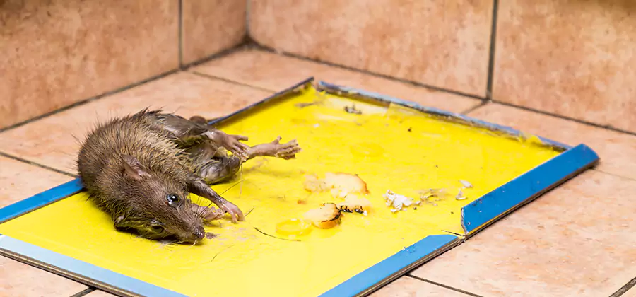 Rat Trapping Service In Peachtree Corners