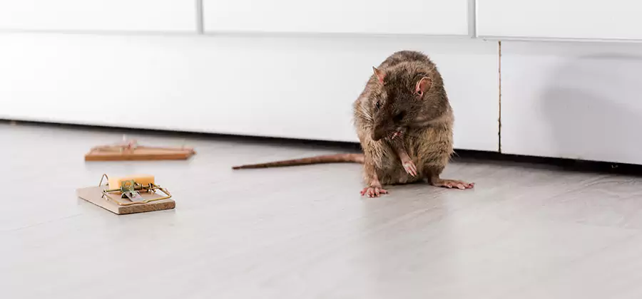Rat Baiting Removal Service in Peachtree Corners