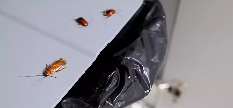 German Roach Pest Control in Peachtree Corners