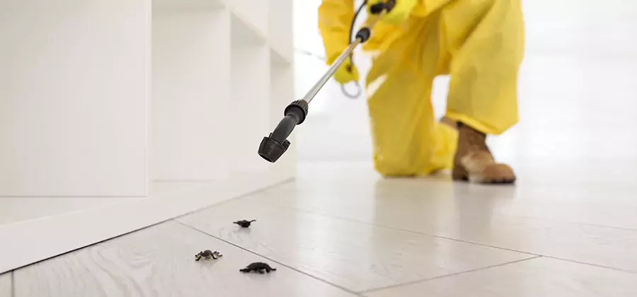 Roach and Bed Bug Exterminator in Peachtree Corners