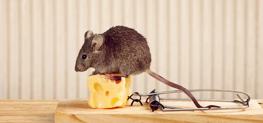 Commercial Rodent Exclusion Services in Peachtree Corners