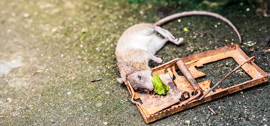 Rat Trapping in Peachtree Corners