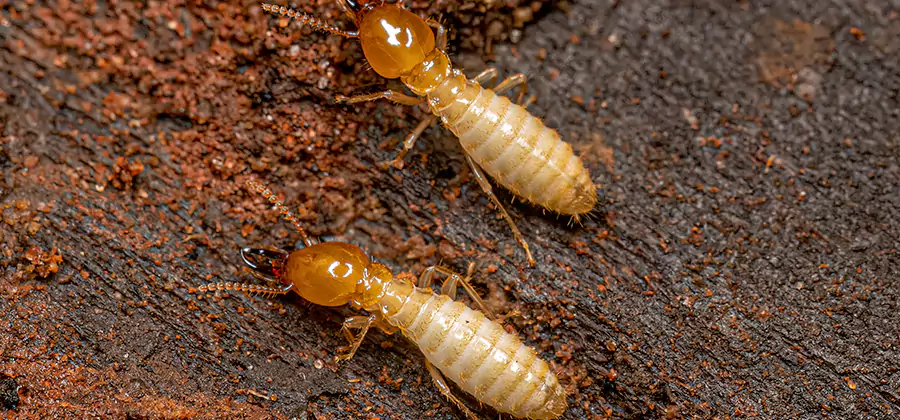 Sentricon Residential Termite Control in Peachtree Corners