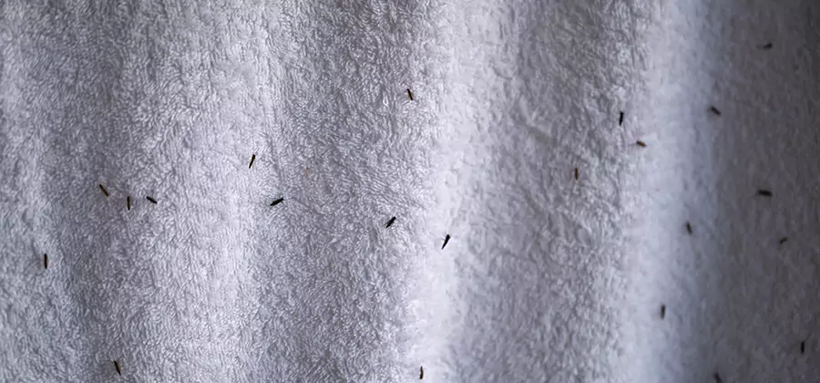Small Black Ants in Bathroom Treatment in Peachtree Corners