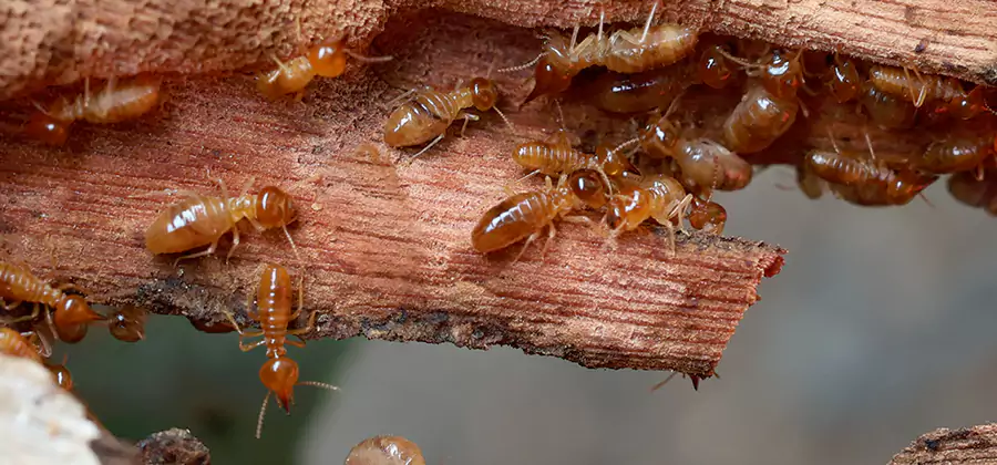 Perimeter Soil Termite Treatment in Peachtree Corners