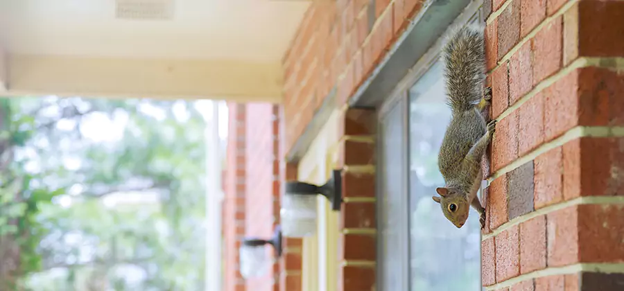 Squirrel Inside Walls Removal in Peachtree Corners