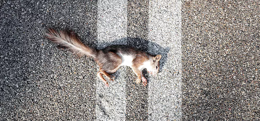 Dead Squirrel Removal in Peachtree Corners