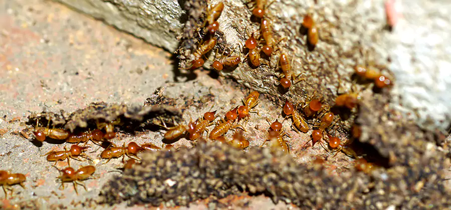 Wood Treatment and Localized Termite Solutions in Peachtree Corners