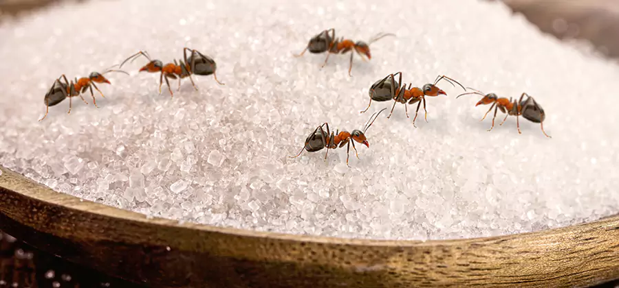 Indoor Sugar Ant Treatment in Peachtree Corners