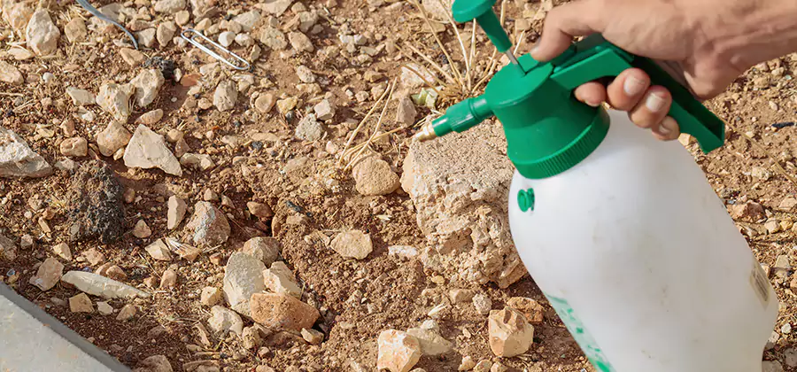 Heat Treatment Termite Cost in Peachtree Corners