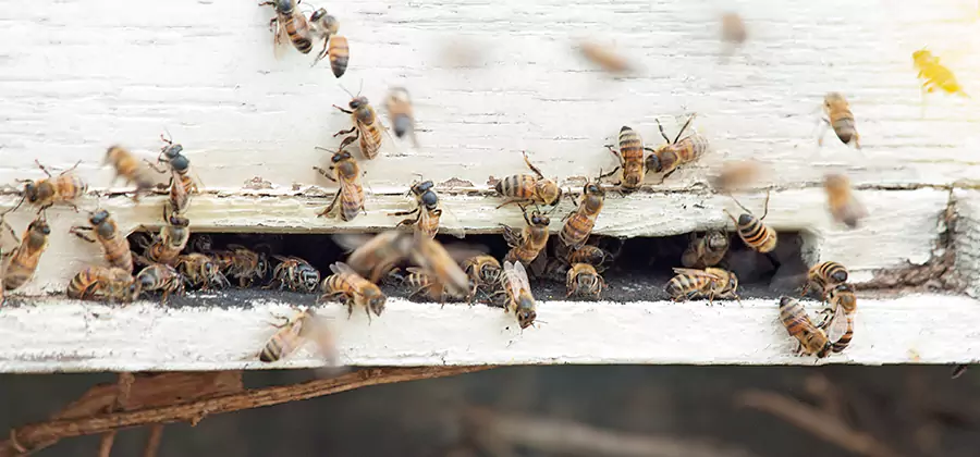 Residential Termite Fumigation in Peachtree Corners