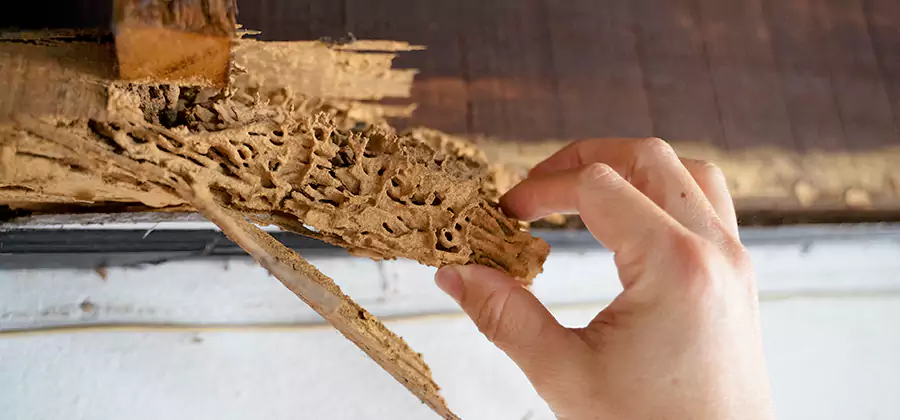 Pre-Purchase Termite Inspection in Peachtree Corners