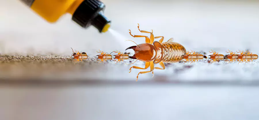 Foundation Termite Spraying Control in Peachtree Corners