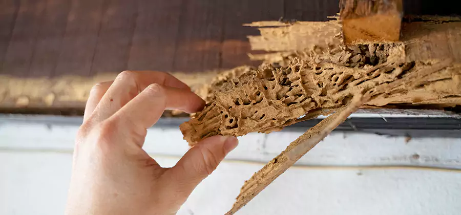 Pre-Construction Termite Treatment in Peachtree Corners