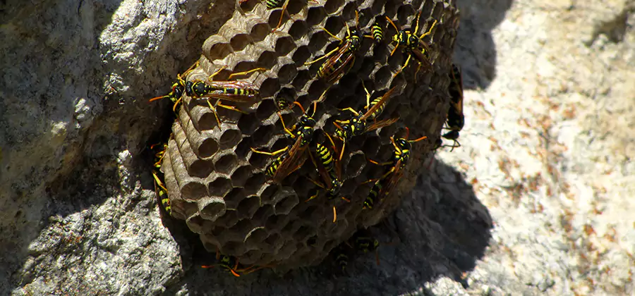 Wasp Nest in Tree Removal Peachtree Corners