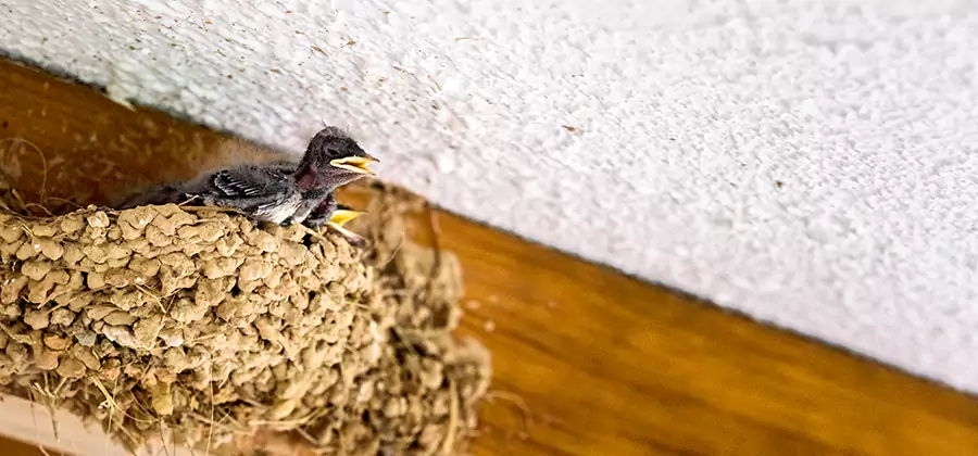 Bird Removal From House in Peachtree Corners