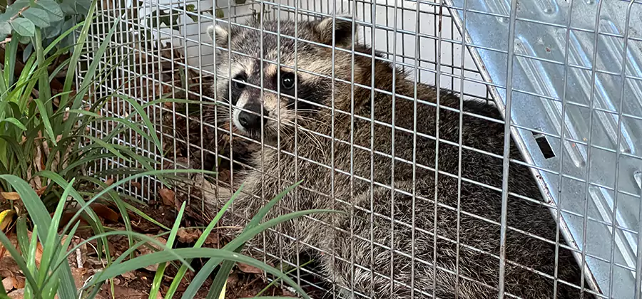 Wildlife Relocation Services in Peachtree Corners