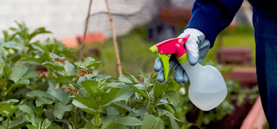 Yellow Jacket Pest Removal for Commercial Properties in Peachtree Corners