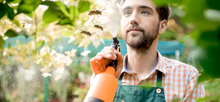 Yellow Jacket Wasp Removal in Peachtree Corners