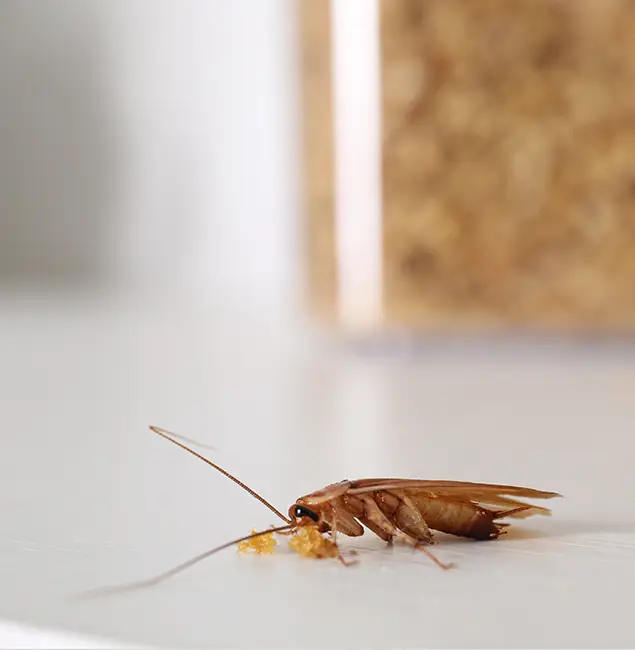 Why Peachtree Corners Pest Control Pro Stands Out in Peachtree Corners, GA?