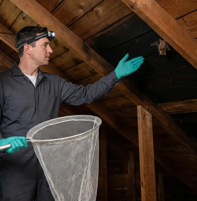 Why Peachtree Corners Pest Control Pro Is the Right Choice in Peachtree Corners, GA?