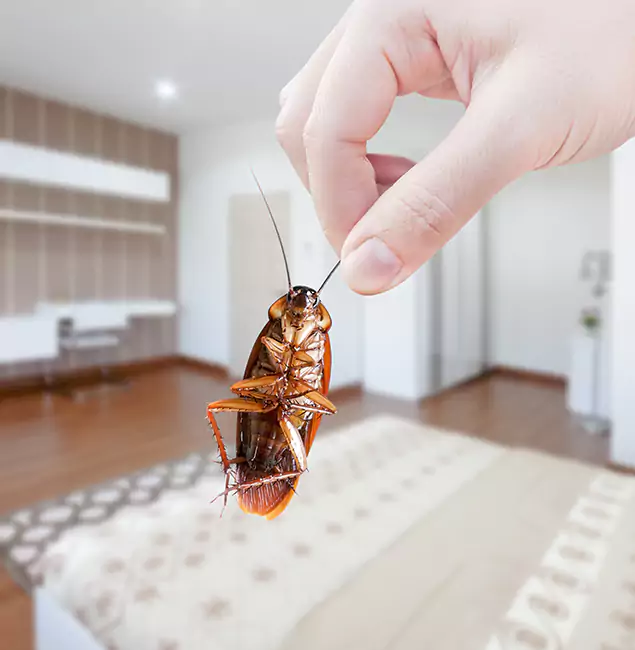 Why Peachtree Corners Pest Control Pro Stand Out for Bed Bug Fumigation in Peachtree Corners, GA?