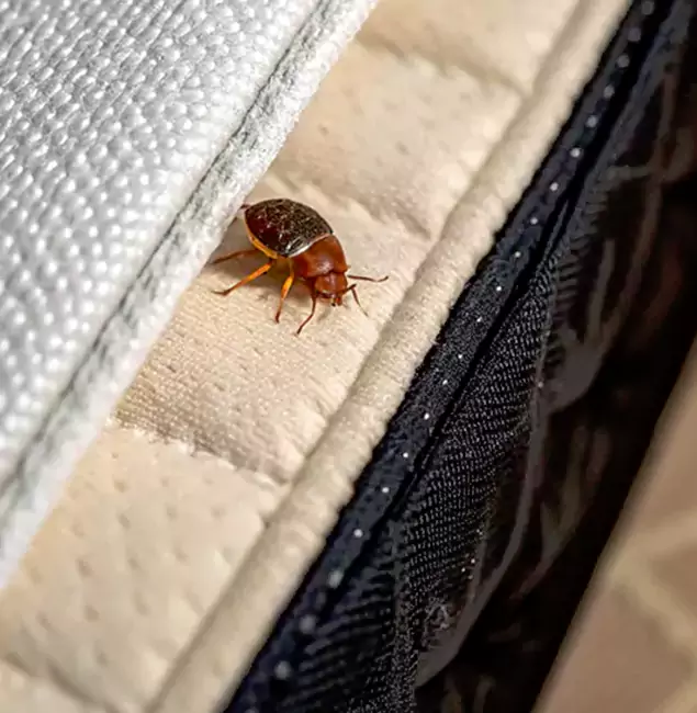 Why Choose Peachtree Corners Pest Control Pro for Bed Bug Treatment at Home in Peachtree Corners, GA?