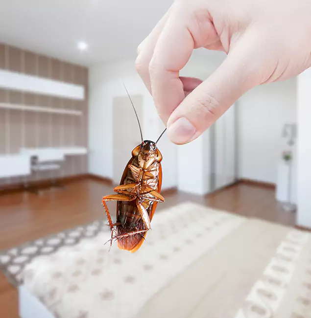Why Peachtree Corners Pest Control Pro Stand Out For Bed Bug Inspection in Peachtree Corners, GA?