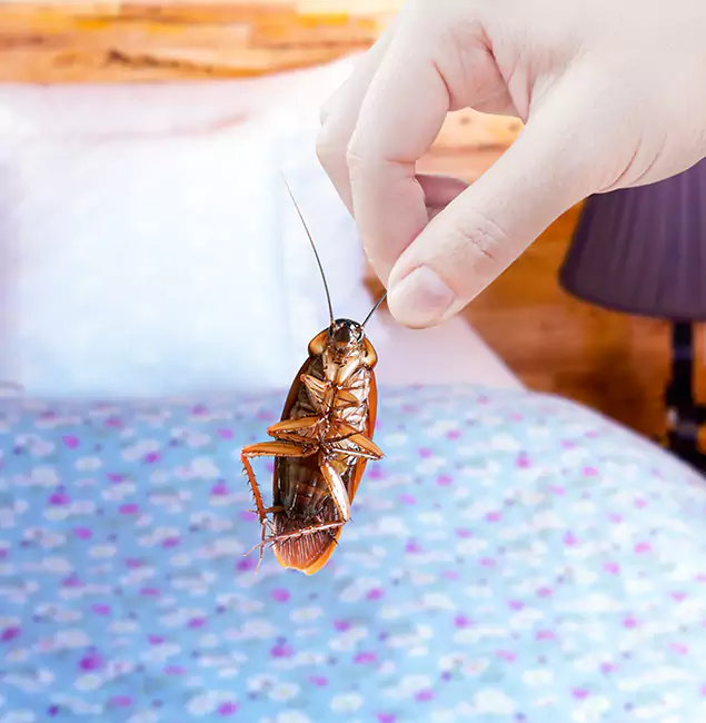 Why Choose Peachtree Corners Pest Control Pro for Bed Bug Treatment in Peachtree Corners, GA?