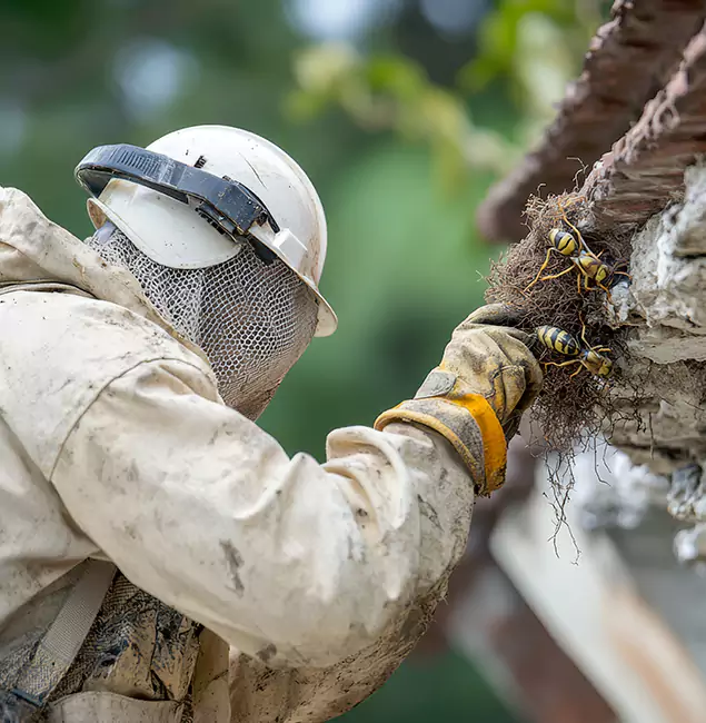 Why Peachtree Corners Property Owners Choose Peachtree Corners Pest Control Pro for Bee Exterminator?