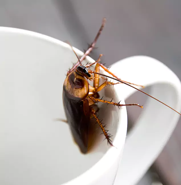 Why Peachtree Corners, GA Residents Trust Peachtree Corners Pest Control Pro for Cockroach Fumigation?