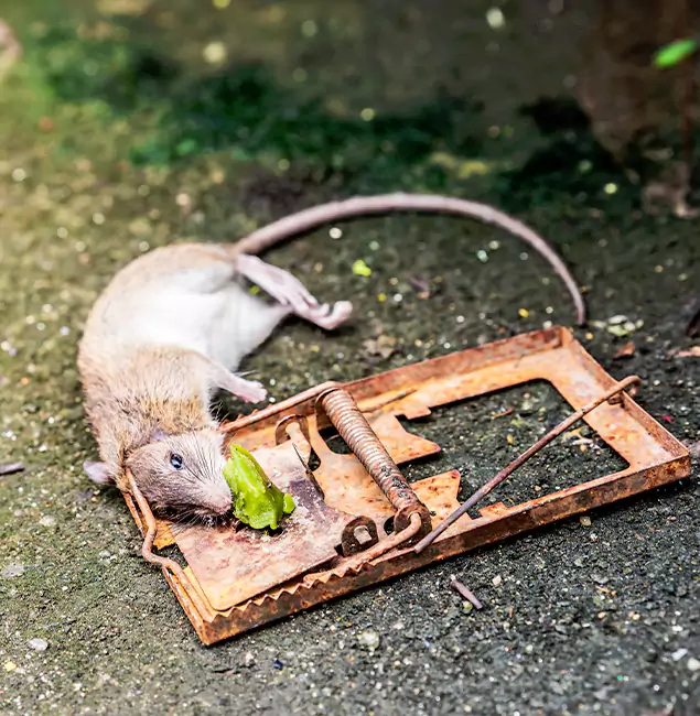 Why Peachtree Corners, GA Homeowners Trust Peachtree Corners Pest Control Pro for Rodent Removal?