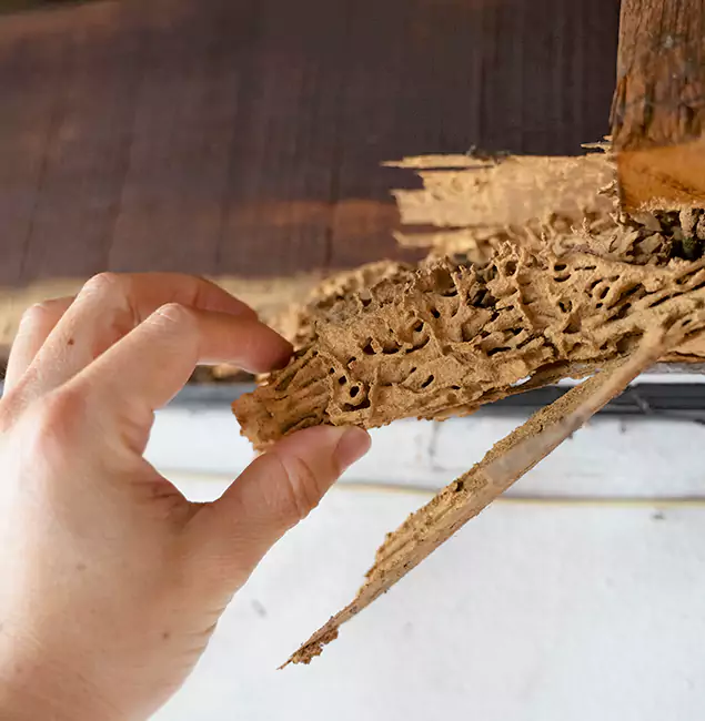 Why Choose Peachtree Corners Pest Control Pro in Peachtree Corners, GA?