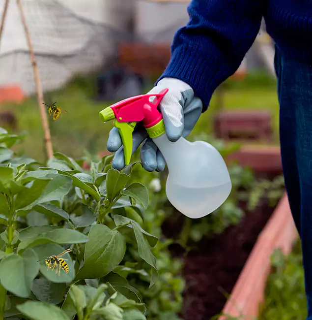 Why Peachtree Corners Homeowners Choose Peachtree Corners Pest Control Pro for Honey Bee Removal?