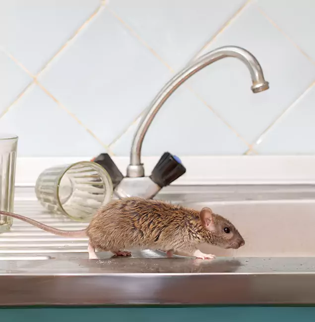 Why Peachtree Corners, GA Trusts Peachtree Corners Pest Control Pro for Humane Rodent Control?