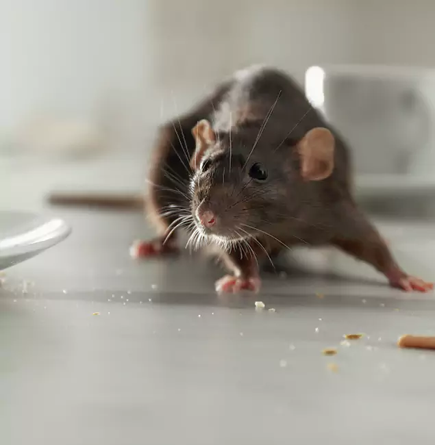 Why Peachtree Corners Homeowners Choose Peachtree Corners Pest Control Pro for Mice Control?