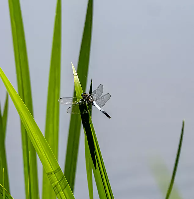 Why Peachtree Corners Families Trust Peachtree Corners Pest Control Pro for Mosquito Prevention?
