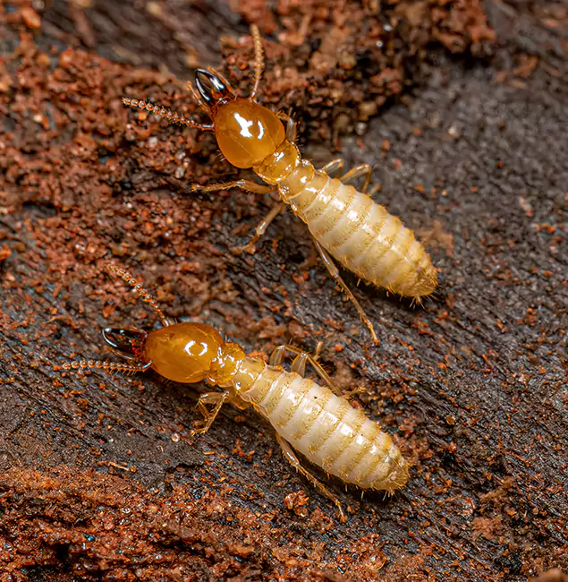 Why Choose Peachtree Corners Pest Control Pro for Termite Treatment Without Tenting in Peachtree Corners, GA?