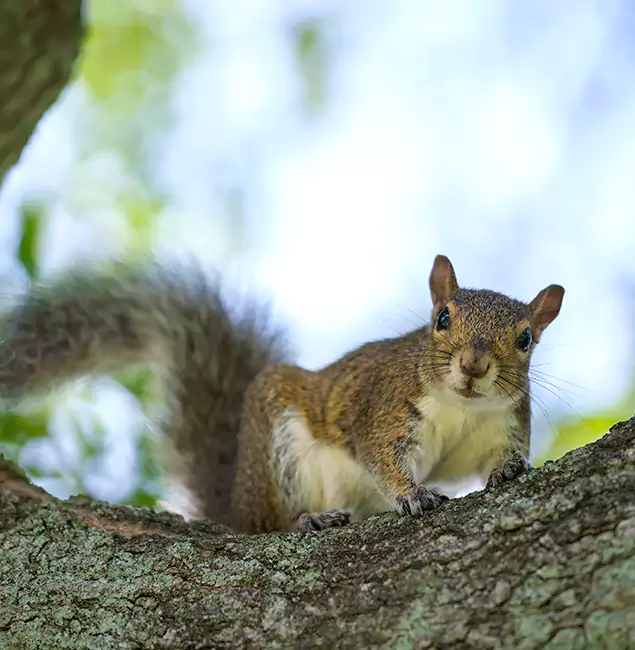 Why Peachtree Corners, GA Relies on Peachtree Corners Pest Control Pro for Squirrel Pest Control?