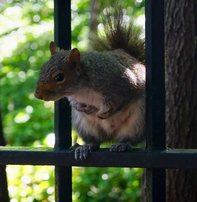 Why Peachtree Corners, GA Chooses Peachtree Corners Pest Control Pro for Squirrel Removal?