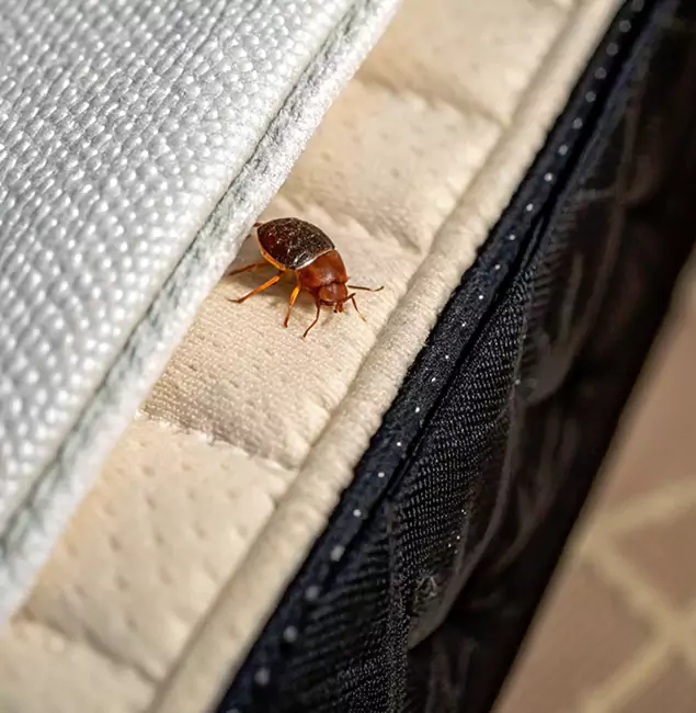 Why Peachtree Corners Homeowners Trust Peachtree Corners Pest Control Pro for Tick Treatment?