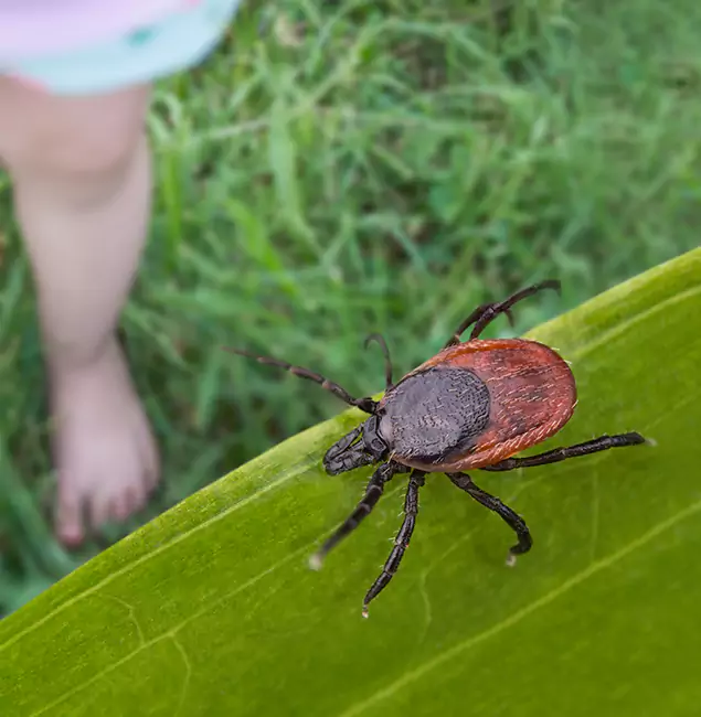 Why Peachtree Corners Homeowners Choose Peachtree Corners Pest Control Pro for Tick Extermination?