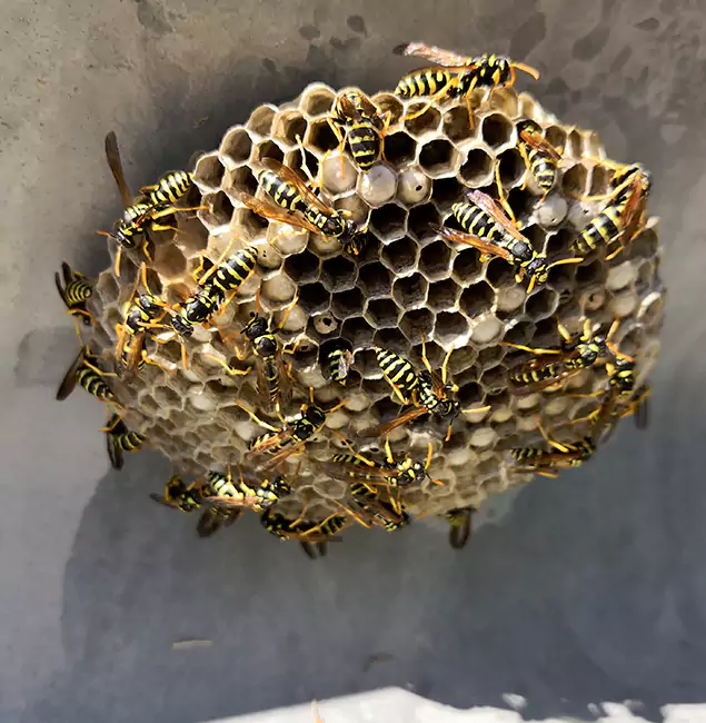 Why Peachtree Corners Chooses Peachtree Corners Pest Control Pro for Wasp Control Services?