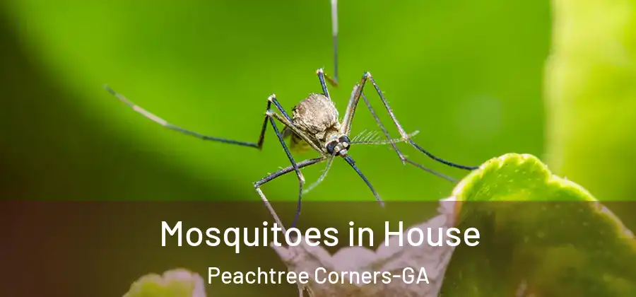 Mosquitoes in House Peachtree Corners-GA