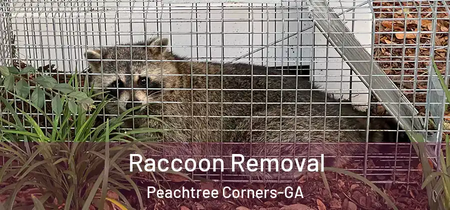 Raccoon Removal Peachtree Corners-GA