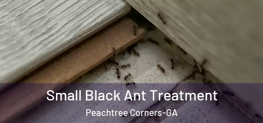 Small Black Ant Treatment Peachtree Corners-GA