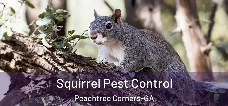 Squirrel Pest Control Peachtree Corners-GA