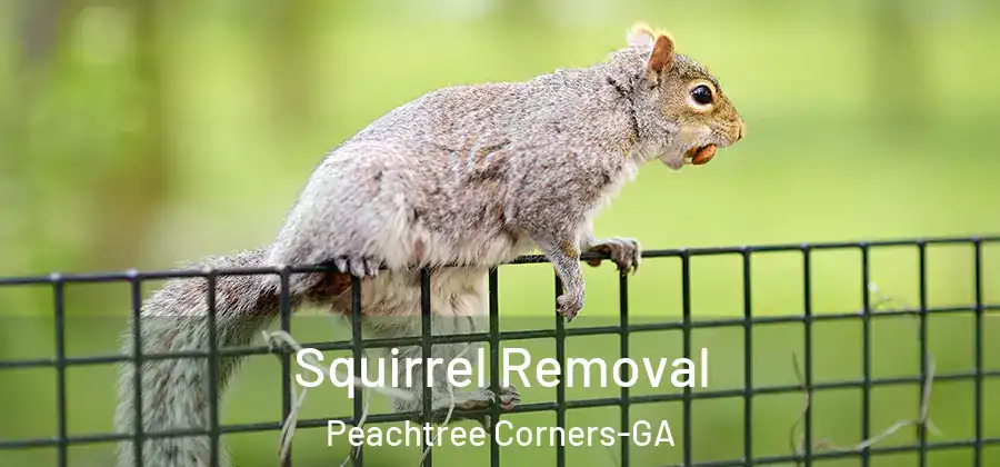 Squirrel Removal Peachtree Corners-GA